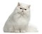 Persian cat, 8 months old, sitting