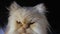 Persian cat on a black background. A cat of a peach color sits and looks at the camera, licking and winking at the eye.