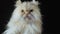 Persian cat on a black background. A cat of a peach color sits and looks at the camera, licking and winking at the eye.