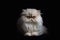 Persian cat on a black background. Close-up portrait.