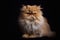 Persian cat on a black background. Close-up portrait.