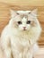 Persian Cat Breed Baby Domestic Cats Blue Eyes Beauty Persia Kitty Longhair Kitties Kitten Meow Pet House Pets Tiger Grooming Show