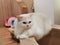 Persian Cat Breed Baby Domestic Cats Blue Eyes Beauty Persia Kitty Longhair Kitties Kitten Meow Pet House Pets Tiger Grooming Show