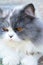 Persian cat breed, gray and white lovely.