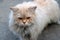 Persian cat in brown and white color on the concrete floor. The Persian cat is a long-haired breed of cat characterized