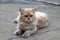 Persian cat in brown and white color laying down on the floor