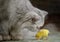 Persian cat and canary bird