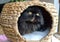Persian Cat Color Dark Smoke in his wicker cave