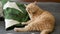 Persian cat licking paws