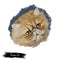 Persian Cat long-haired breed isolated feline animal portrait. Digital art kitten with round face and short muzzle, hand drawn