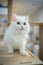 Persian cat one of the most popular breeds of attractive cats