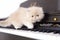 Persian cat on a piano