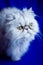 Persian Cat Professional Portrait on Blue Velvet