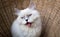 Persian cat in a rattan basket