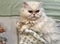 Persian cat resting on bed.Pets.