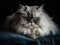 The Persian Cat\\\'s Placidness in a Plush Pillow