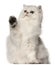 Persian cat, sitting in front of white background