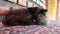 Persian Cat sleeping on carpet, close up and low angle shot