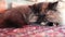 Persian Cat sleeping on carpet, close up and low angle shot