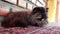 Persian Cat sleeping on carpet, close up and low angle shot