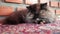 Persian Cat sleeping on carpet, close up and low angle shot