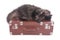 Persian cat sleeping on vintage suitcase