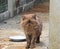 Persian Cat Standing Near The Dish