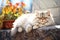 persian cat sunning on a warm stone wall