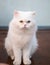 Persian cat two color eyes