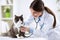 Persian cat with veterinarian doctor