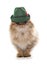 Persian cat wearing bavarian beer festival hat