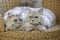 Persian cats posing in Wicker Chair