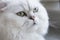 Persian chinchilla cat, close-up