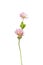 Persian clover Trifolium resupinatum