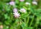 Persian clover (Trifolium resupinatum)