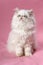 Persian cream colorpoint kitten
