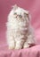 Persian cream colorpoint kitten