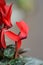 Persian cyclamen Angel Wings Mini Fire and Ice