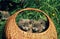 Persian Domestic Cat, Kittens standing in Basket