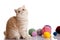 Persian exotic cat isolated with balls of different colours