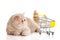 Persian exotic cat isolated with shopping trolly business concept