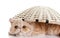 Persian exotic kitten under basket isolated cat postcard