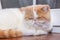 Persian exotic Shorthair, cat colour harlequin. A white and red young cat sleep on a wooden windowsill