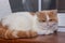 Persian exotic Shorthair, cat colour harlequin. A white and red young cat sleep on a wooden windowsill