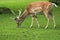 Persian fallow deer