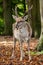 Persian Fallow Deer