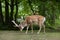 Persian fallow deer Dama dama mesopotamica.