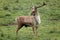 Persian Fallow Deer, dama mesopotamica, Male standing on Grass