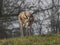 Persian gazelle closeup view