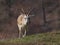 Persian gazelle closeup view